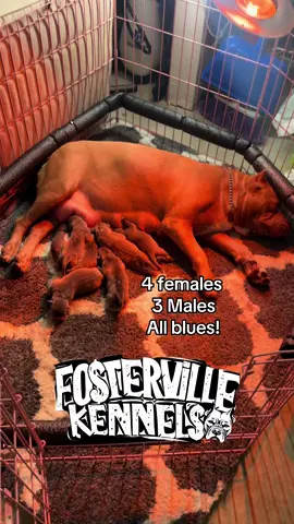 PUPS DROPPED ! #bully #xl #xlbully #americanbully #abkc #ukc #pups #puppy #puppies #pup #atl #atlanta #beltline #pitbull #dogsoftiktok #puppylove 