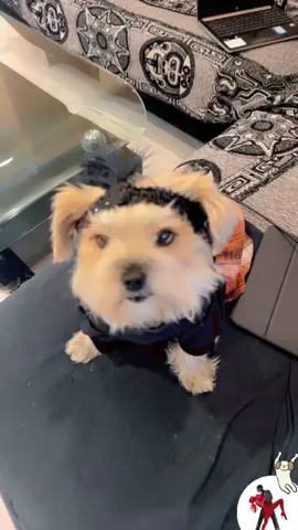 #dog#animal#dancing#dog#funny#fypシ 