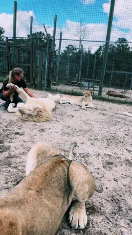 The ending 😂🦁❤️ #NOTpets #lion #lioness #lions #Love #bigcat #bigcats #cat #cats #animal #bellyrubs #animals #cute #funny #lol #amazing #whitelions #fl #florida #fyp  