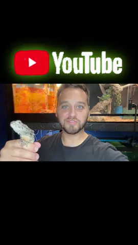 FEEDING REPTILES!🦎🐍#frilleddragon #quincemonitor #lizard #brazilianrainbowboa #snake #reptile #reptileroom #fyp