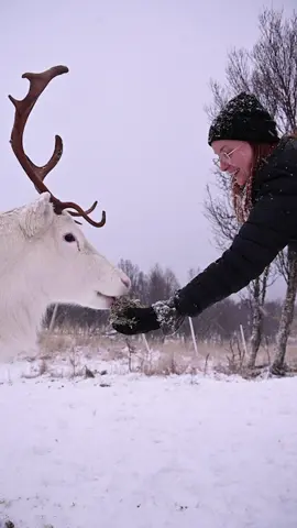 Getting to understand Sami culture in Norway is key to understanding the lresence of reindeer. This is from a recent visit to Inga Sami Siida ❤️ #sapmi #reindyr #reindeer #norge #arctictok #wildlifeencounter #norway #sami #arctic 