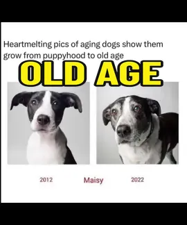 Aging #pets pictures from #puppyhood to #oldage #dogs #family #likefamily #rescue #dog #pet 