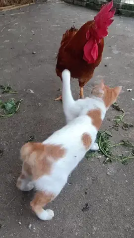 #cat #funny #funnydog#dog #dogsoftiktok #smartdog #PetsOfTikTok #funnyvideos #animals #fyp #foryoupage