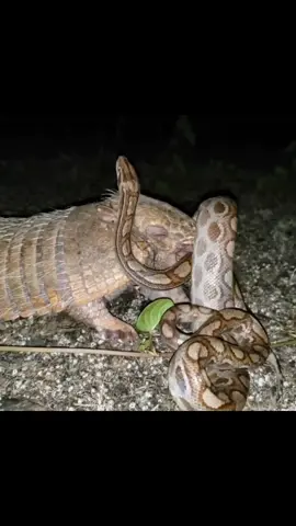 pangolin and python#animal #wildanimals #tiktok 