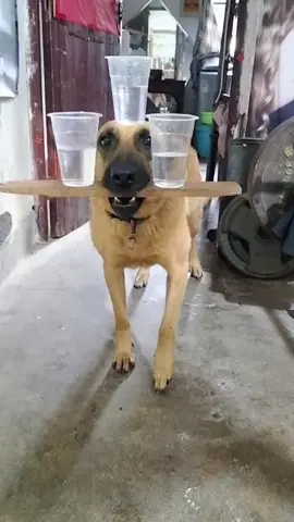 นี่คือจอมยุทธ์เดะ 😂🐶 #นี่คือจอมยุทธเด๊เนี่ย #วิทยายุทธ  #หมา #หมาน่ารัก #pet #dog 