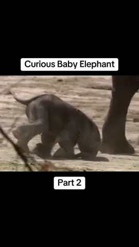 Curious Baby Elephant #fy #fyp #fypシ #curious #baby #elephant #part2 #viral #foryou #sahihoffical #VoiceFilter 