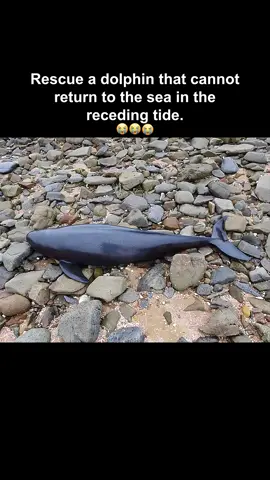 #rescue #rescueanimals #animals #animalsoftiktok #loveanimals❤️🐾 #🥺 #fyp #foryou #dolphin 