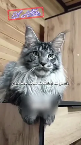 Donde consigo un gato Maine Coon? #gato #mainecoon #trending #mascota 