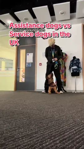 Correct terminology is super important, especially when it comes to access issues! #disabilityadvocate #disabled #disabilityawareness #disabilitytiktok #disabilitypride #fyp #uk #newcastleupontyne #assistancedog #assistancedogintraining #assistancedoguk #servicedog #servicedogintraining #workingdog #trainyourdog #labradorretriever #foxredlab #donotpet #dontpetworkingdogs #ptsd #heds #fibromyalgia #autism #guidedog #assistancedogsoftiktok #dogcommunity #mobilitydog #medicalalertdog #dogsoftiktok #northeastengland 