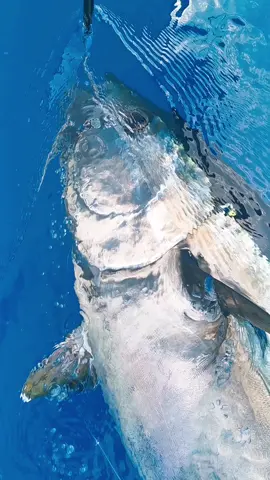 The favorite fish of many fishermen...Bluefin tuna!!! And what is yours? #finhunters #finhuntersgear #stellar38 #contender #bluefintuna #tunafishing #tuna #atun #fishing #fishinglife #valencia #viral 