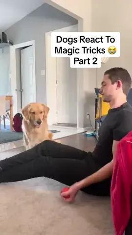 Dogs Reacting To Magic ‼️😭 Pt. 2 #funnydogs #dogmagic #dogmagictrick #magicdog #magicdogs #dogsmagic #petmagictrick #magictricksvideos #dogreacts