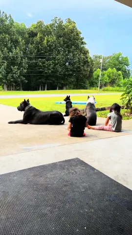 Replying to @ioniamcgee I would like to call myself well prepared 👍🏽#dogsoftiktok#ppd#dogtok#n8tivedogfather#gsdoftiktok#greatdanesoftiktok#xlbully#fypシ#foryoupage#fyp 