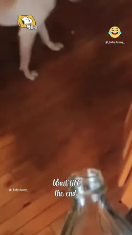 The last one 🤣🤣 #dog  #cat #pet #cute #animals #funny #fyp #foryou 