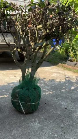 cây chè đẹp chè ngon , mọi người vào bình cây đi ạ từ vài chục 