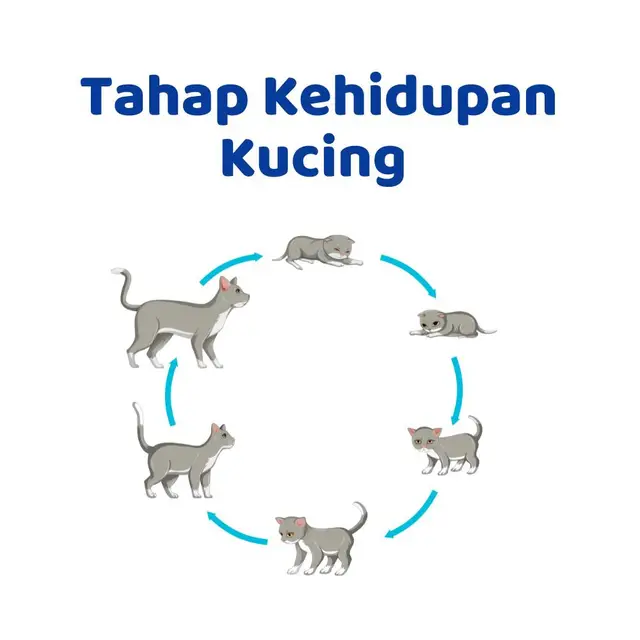 Masih tentang kucing nih, ayo kenali pertumbuhan kucing #kucinglucu #faktakucing #infomenarik #fluffymagic 