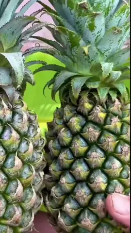 Here is how to growing pineapple from the top discarded #grafting #growingplant #gardening 