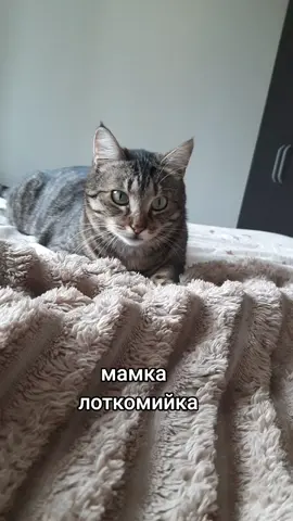 робота мрії #МольіПарагон #котячийтікток #гумор #українськікоти 