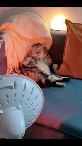 This seems to be my place🤣#fyp #pet #catsoftiktok #cat #cats #funnyvideos #cutecat 