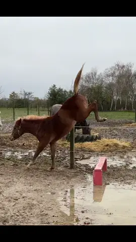 The quality this baby have! Bella took this little jump today, only 1 time because it was just the point to let her get used to scary things, not to jump it😂 IG: Ida_flower_spot ✨ #trend #fy #boost #foryou #foryoupage #fyp #trending #pferd #horse #horses #loveofmylife #jumping #forever #horselove #horsesoftiktok #love