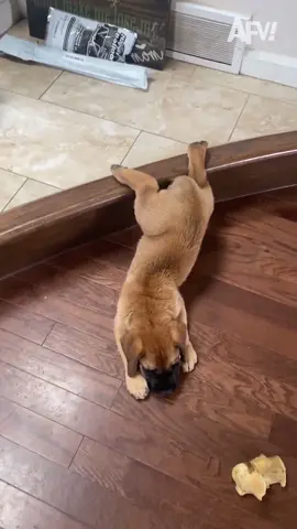 Taking life one step at a time 🥹😌 #afv #puppy #dog #pet 