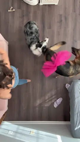 I bet you didn’t know you needed to see Atlas in a pink tutu 🤣 #surroundsound #doggosdoingthings 