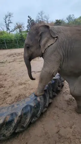 And … namaste.  #fortworthzoo #yoga #cute #fall #tumble #baby #elephant #fyp 