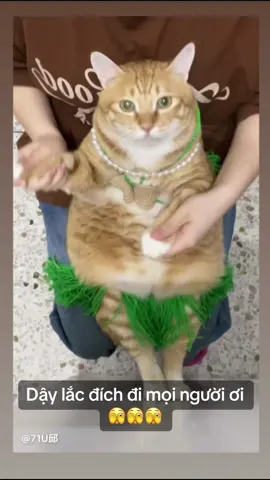 Dậy lắc cái đích nào mọi người 🤣🤣🤣#kushpetshop #mèo #meoxinh #cutecatsmoments #xuhuong 