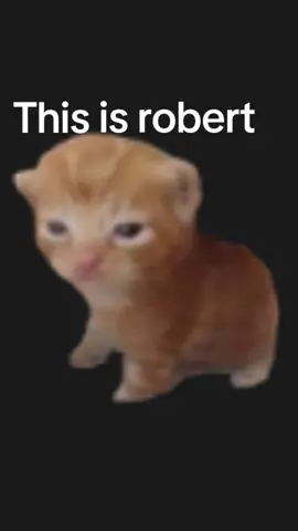 #robert #kittycat #cat #catlover #catsoftiktok #viral #catlover #catsoftiktok #fyp 