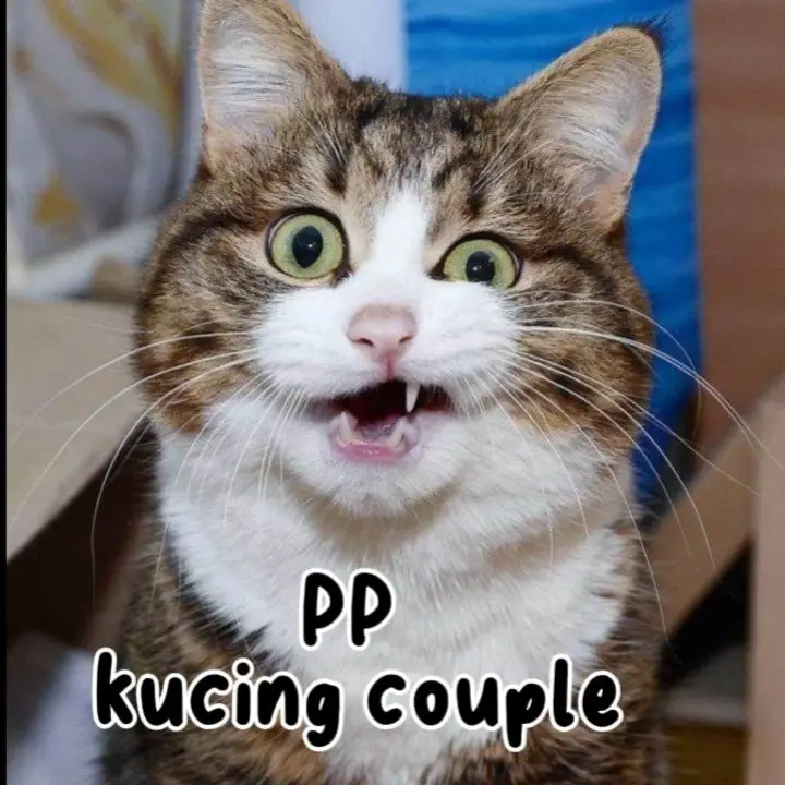 #ppkucing couple#ppcouple kucing lucu#yg mau ambil aja #fypp#🗿🗿