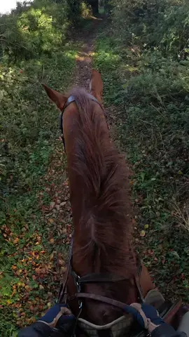 This is a clip from a few weeks ago. Im going to buy a new hat this weekend. So excited about getting back on Conkers!! #canter #horsesoftiktok #horse #thoroughbred #tb #ottb #exracer #trailride #chestnut #exracehorse 