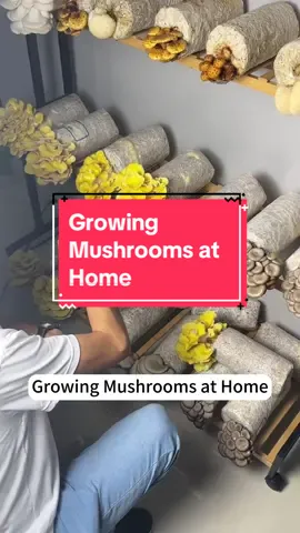 Growing Mushrooms at Home.#garden #growyourownfood #mushrooms 