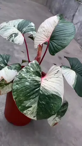 Sicakep Homalomena Variegated 🌿 DM for order 📩 #plants #fyp #var #varigatedplants #varigata 