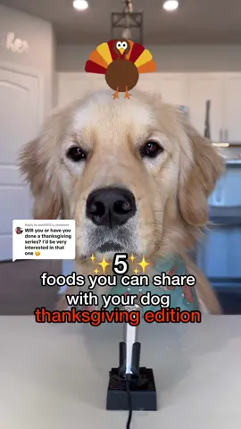 Replying to @smd0915 Do you like my dog’s #asmr crunchies?! THANKSGIVING EDITION 🤭🍠🦃🧡 ✨SHARE✨ with someone who needs to see this! #dog #doglover #thanksgiving #asmrfood 
