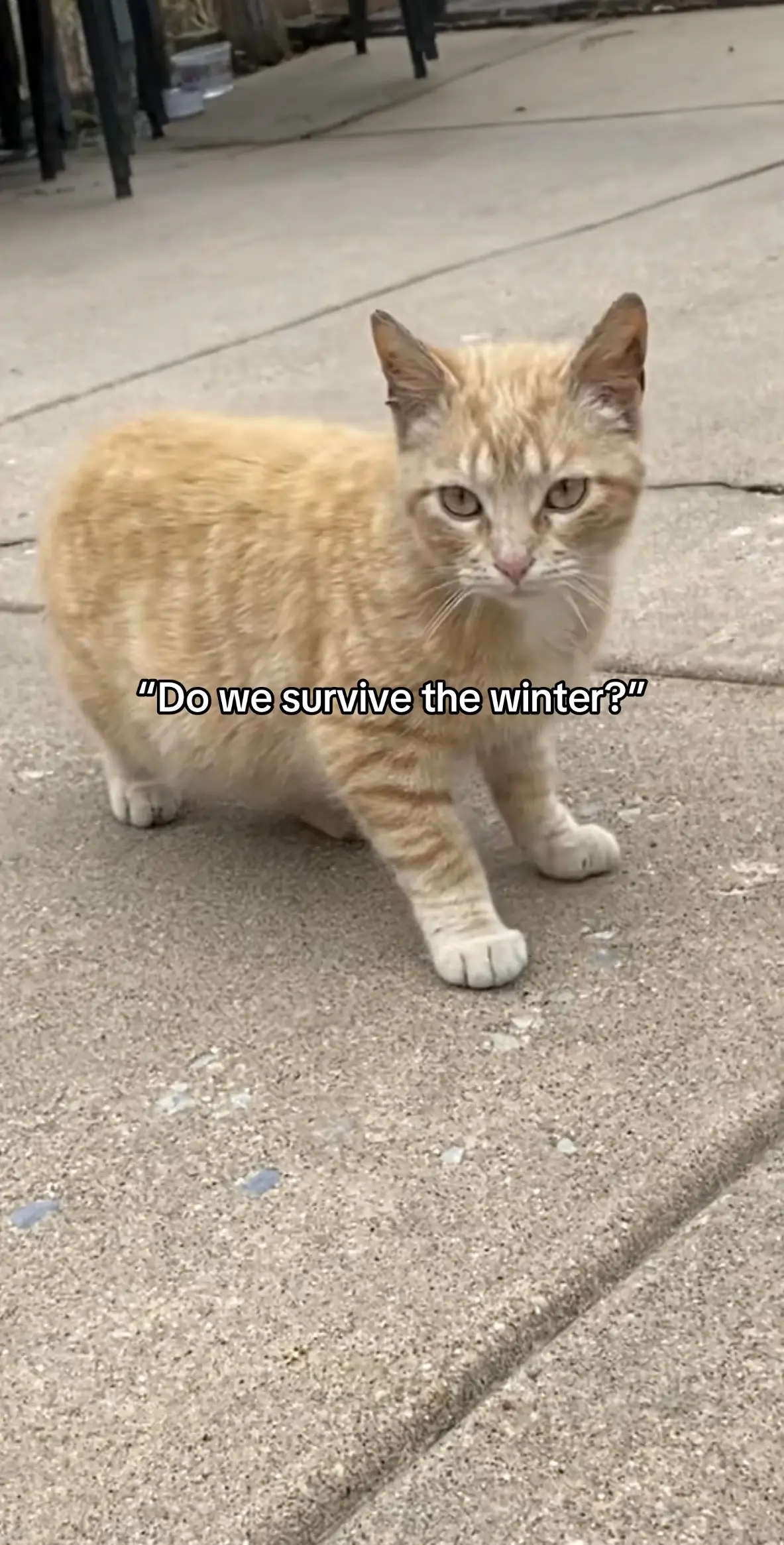 Her ears were so black from frostbite when I found her 😭🩷  #cats #orangecat #gingercat #rescuecat #formerferal 