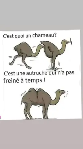 chameau= 2 autruches #chameau #autruche #humour #tiktokfrance #pourtoi 