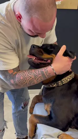 Animals Chiropractic💚💚💚 • • • Bitte nicht nachmachen‼️/ Please, dont’t try that‼️ #dogsoftiktok #viral #dog #chiropractortiktok #foryou #asmr #animals #usa #hundeliebe 
