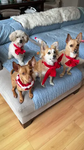 Cronchy treat time! #doggos 