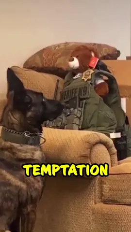 Adorable Dog’s Hilarious Reaction to New Stuffed Animal!😂 #CopHumor #DogsOfInstagram #Funny #Police #Reels #foryoupage #fyp #tiktok #Funny #policeoftiktok #copsoftiktok #Wholesome #hilarious #Cute #Dogs #K9 