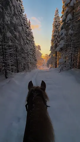 Some of u have asked me to post without the music. So here It is❄️ #winter #horse #horseride #northennorway #norway #winterwonderland #magical #fyp