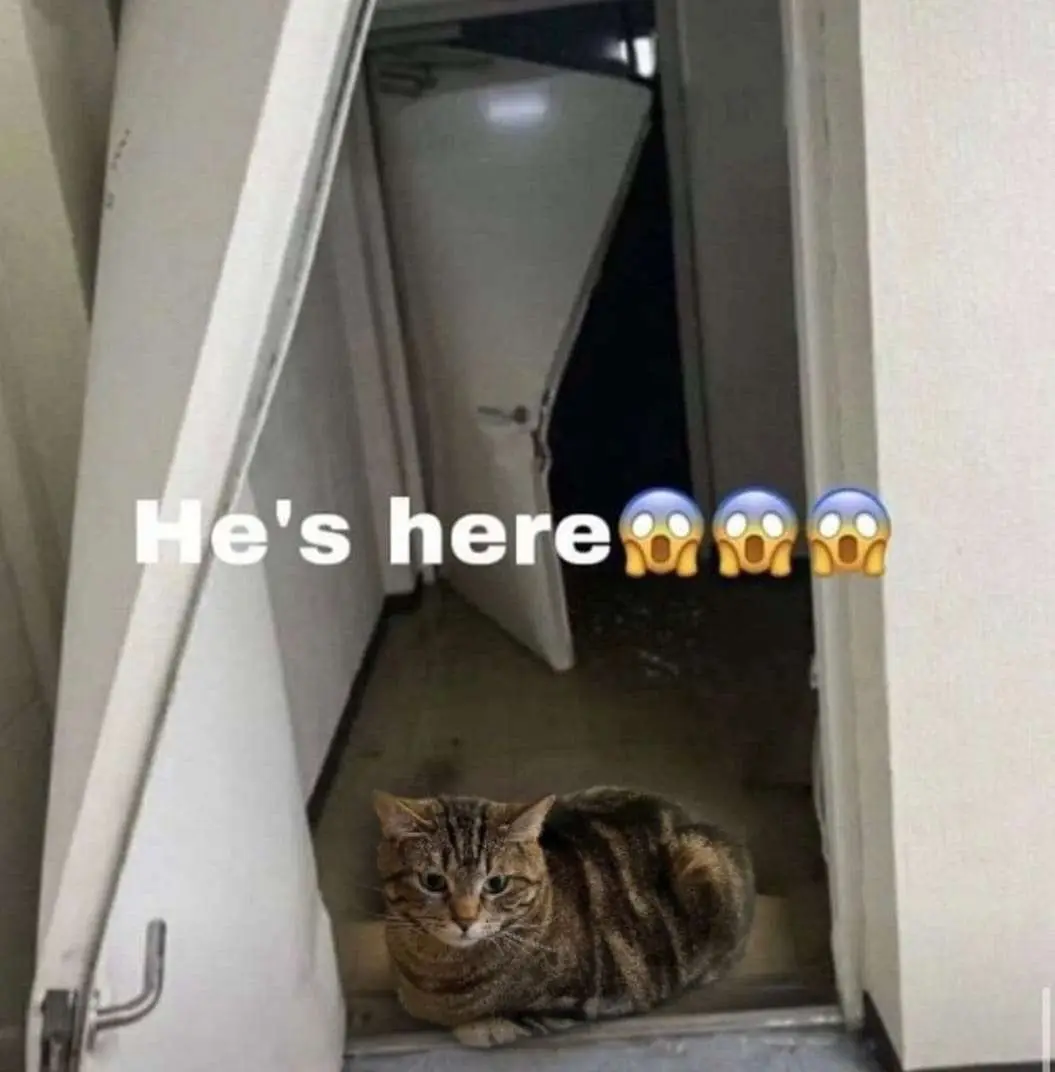 it always has been #catsoftiktok 