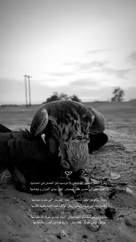 #CapCut #explore #العين #وحش#طير 