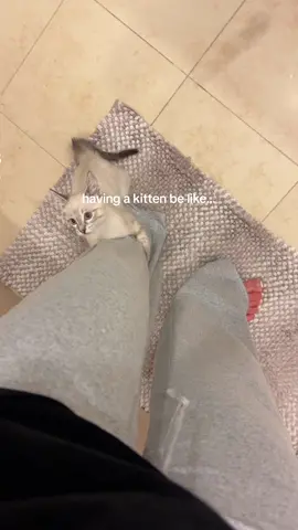 Can’t get anything done around here 😹  #funnykitten #funnycats #funnyanimals #cutekittens #cutecats #lynxpointsiamese 