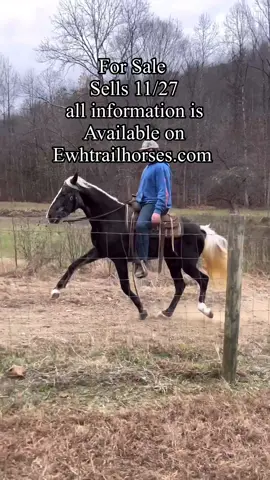 Rocky Mountain filly #fyp #ewhtrailhorses #rockymountainhorse 