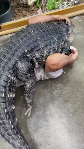 Darth and I finally decided to settle it and see who's in charge around here😳 Safe to say he got the best of me this time but I'll be back💪 Darth Gator is getting to be a BIG BOY and sometimes he just wants to play😅 • • • • #wrestling #giant #gator #cool #video #reels #fun #funny #funnyvideos #amazing #animals #reptile #style #wild #wildlife #big #boy #wow #awesome #moment #tik #tok #tiktok #tiktokanimals