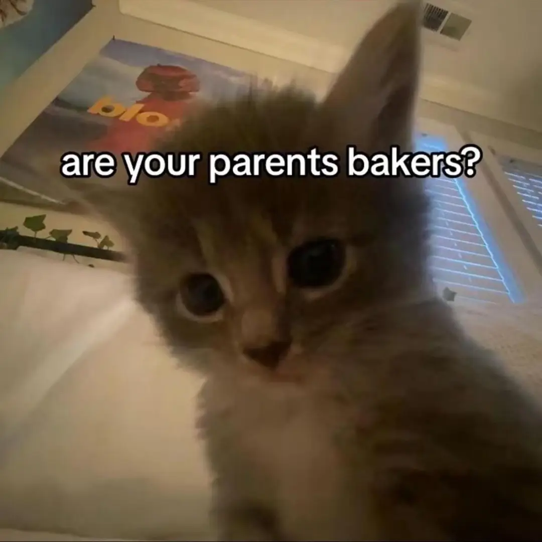 #cat #cutecats #foryourpage #fyp #kittenrizz #rizz #pickupline #pickupline #babykittenrizz #rizzgod #rizzler #p 