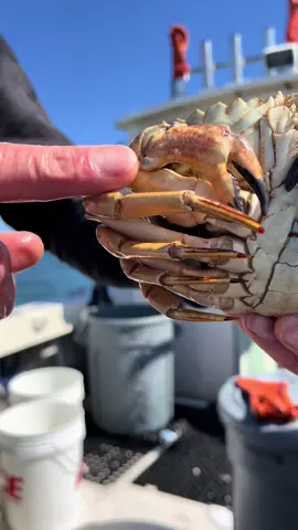 Crab claw regeneration #fyp #friendliestcatch #natgeo #commercialfishing #california 
