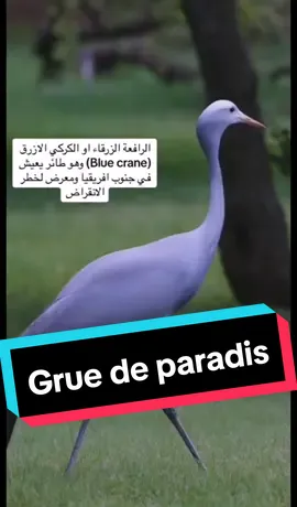 La Grue de paradis #oiseau #grue #paradis #bluecrane #اكسبلورexplore #pourtoi @TikTok @معلومة جديدة_New Information @معلومة جديدة_New Information @معلومة جديدة_New Information 