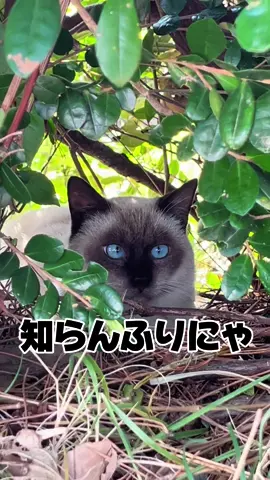 隠れたシャム猫さんとの遊び方