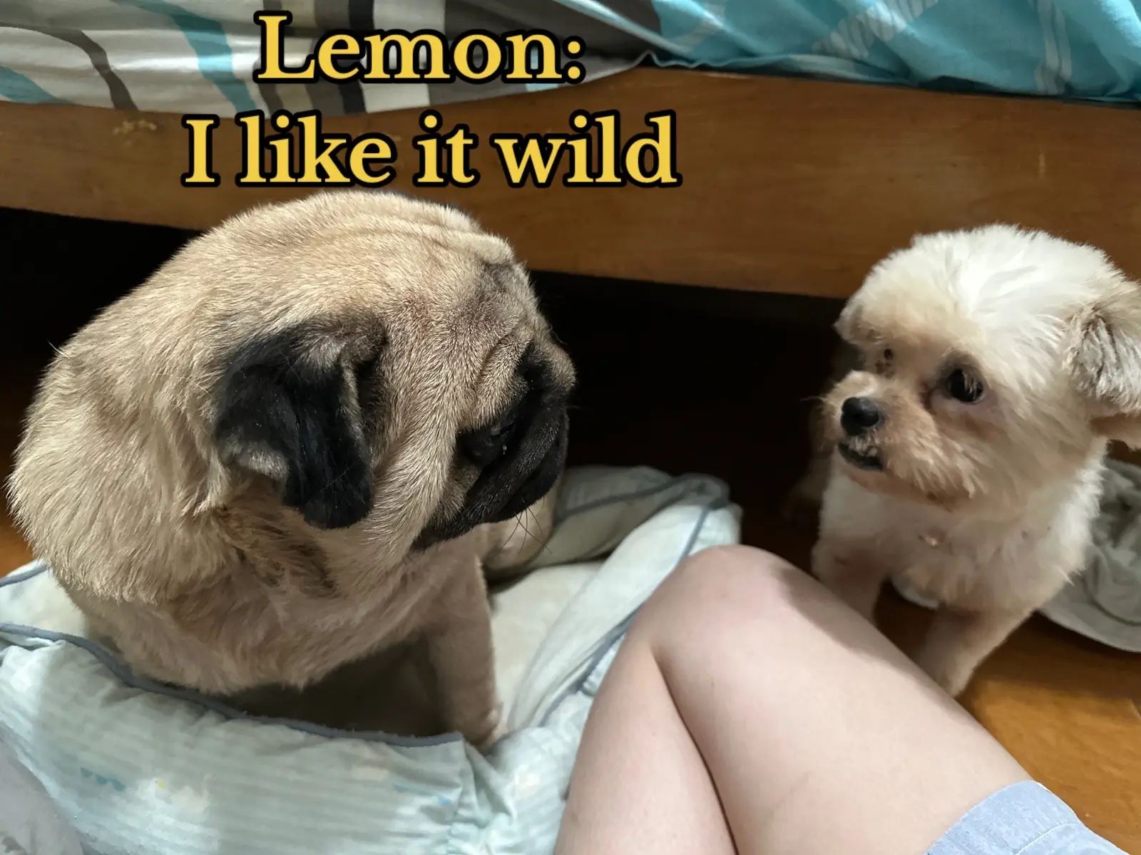 Swipe photos #forfunonly #contentonly #friendlylemon #lemonbstx #dogtiktok #dogfyp #forya #swipe #photo #photoshare #play #playtime #comedy #dogtok #dogcomedy #doggo #forya #fypシ #fypシ゚viral 