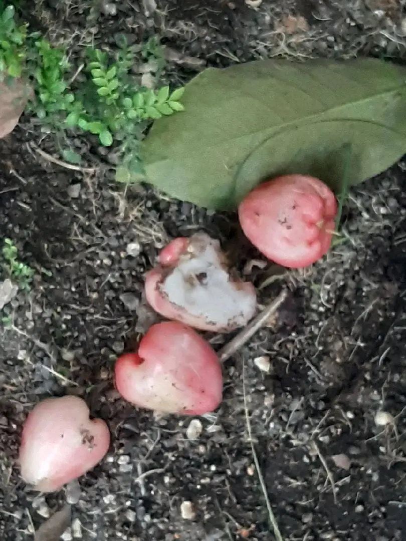 syg buah jatuh x balot... yg lain siap balut. kali n bnyk kuar bunga. harap menjadi#hijaubumituhan...